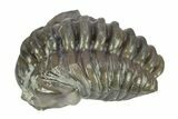 Curled Flexicalymene Trilobite - Indiana #287762-1